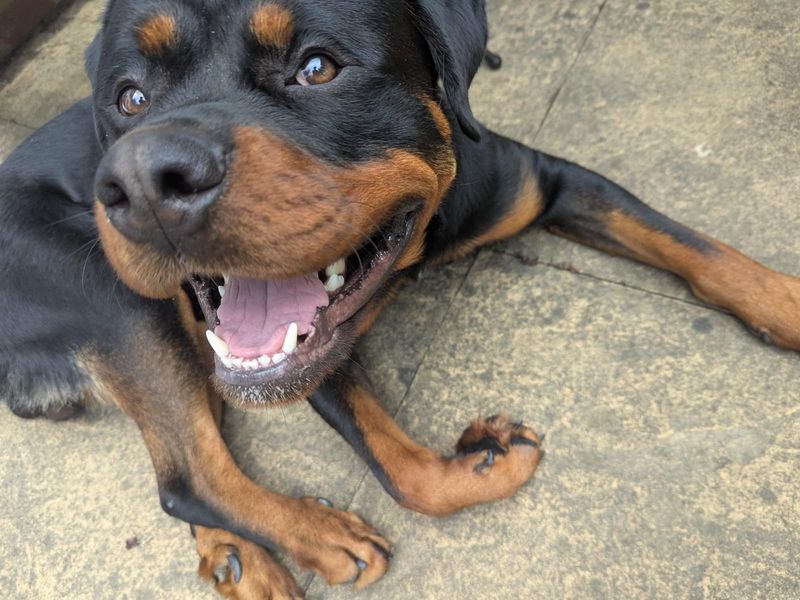 Rottweiler for adoption in Chestfield, Kent – 1 year old