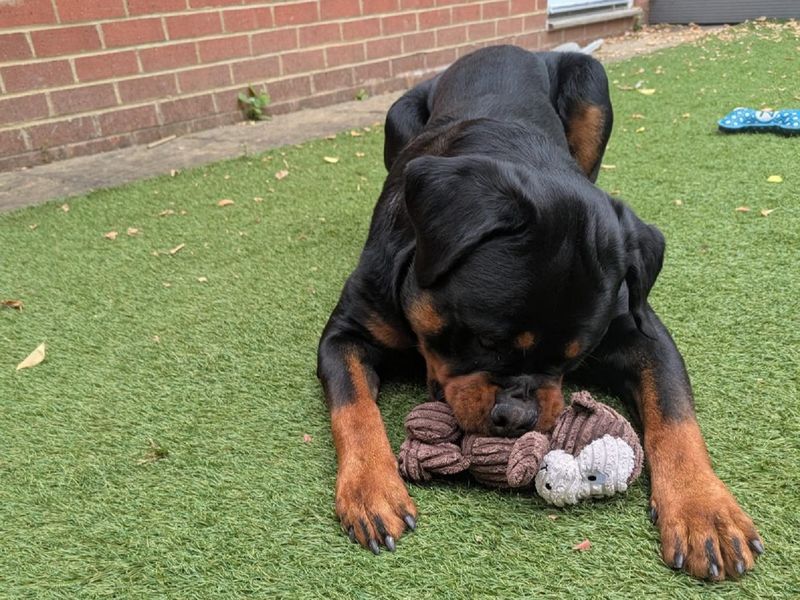 Rottweiler for adoption in Chestfield, Kent – 1 year old - Image 3 of 4