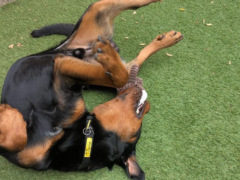 Rottweiler for adoption in Chestfield, Kent – 1 year old - Image 2 of 4
