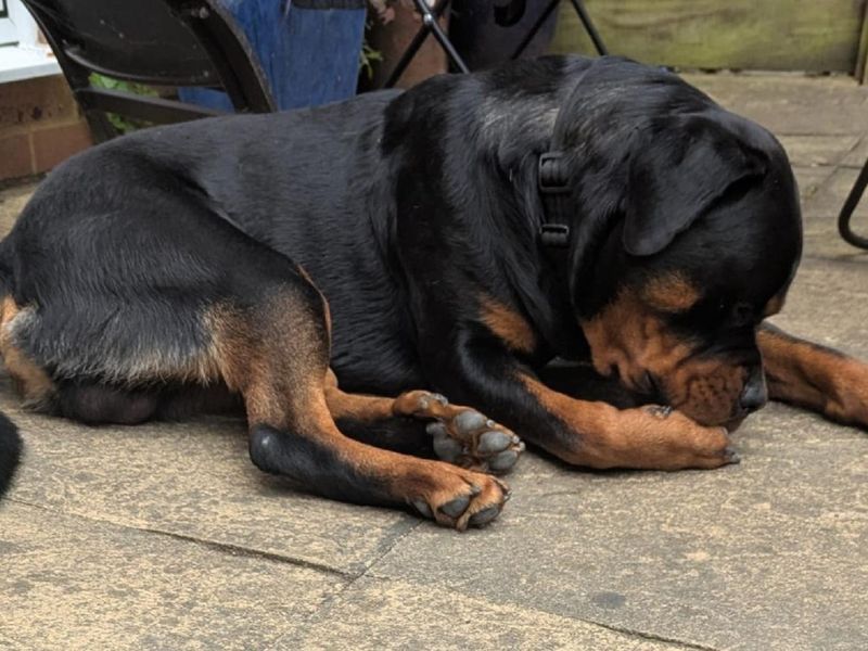 Rottweiler for adoption in Chestfield, Kent – 1 year old - Image 4 of 4