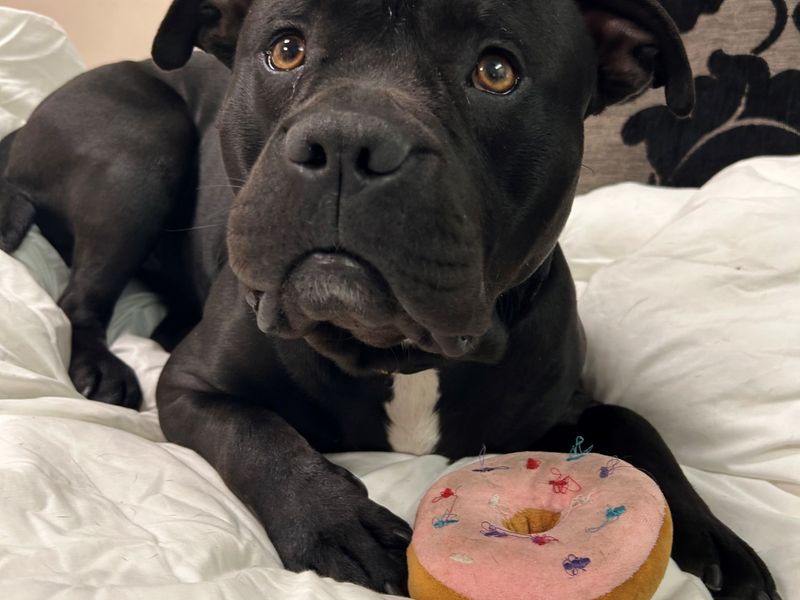 Staffordshire Bull Terrier for adoption in Manchester, Greater Manchester – 1 year old - Image 2 of 4