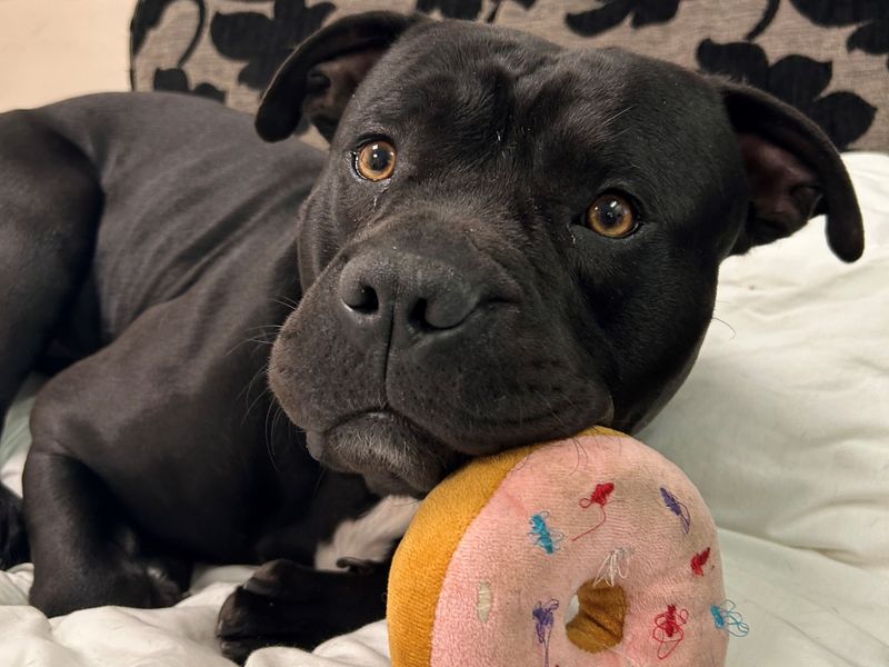 French Bulldog for adoption in Manchester, Greater Manchester – 1 year old