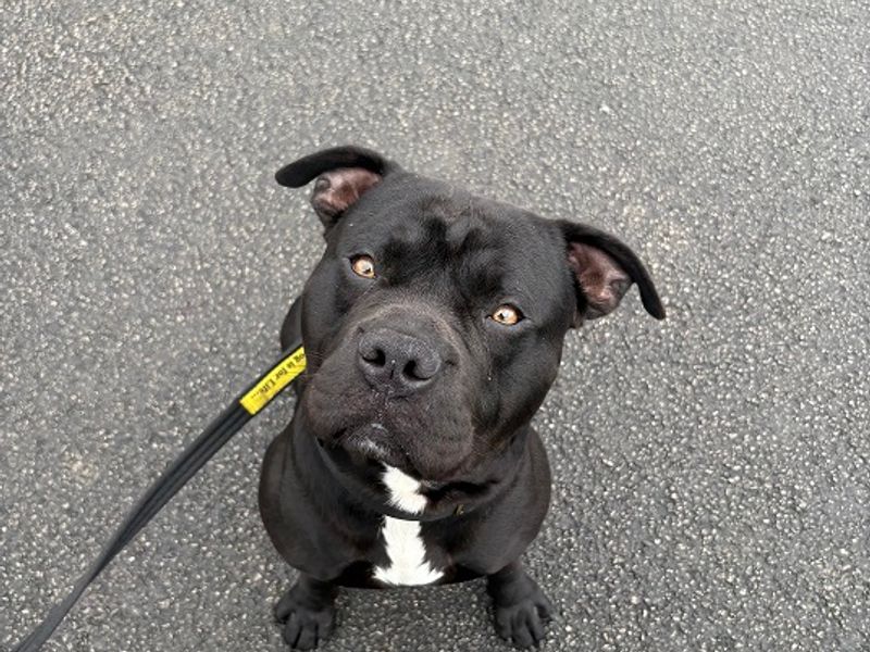 Staffordshire Bull Terrier for adoption in Manchester, Greater Manchester – 1 year old - Image 3 of 4