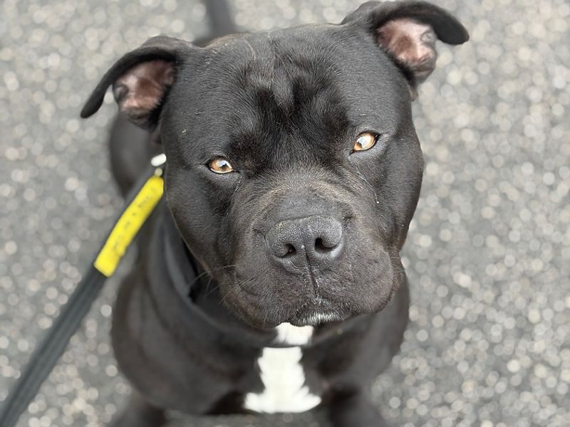 Staffordshire Bull Terrier for adoption in Manchester, Greater Manchester – 1 year old - Image 4 of 4