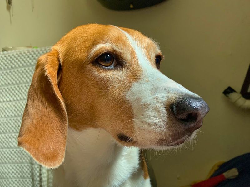 Barquette | Foxhound | Salisbury (Wiltshire) - 1