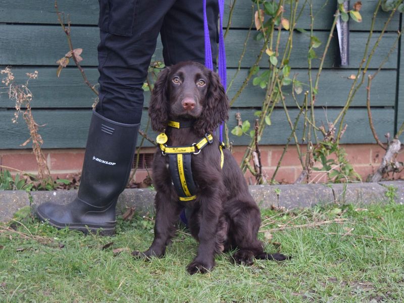 Rascal for sale in Uxbridge, London - Image 3