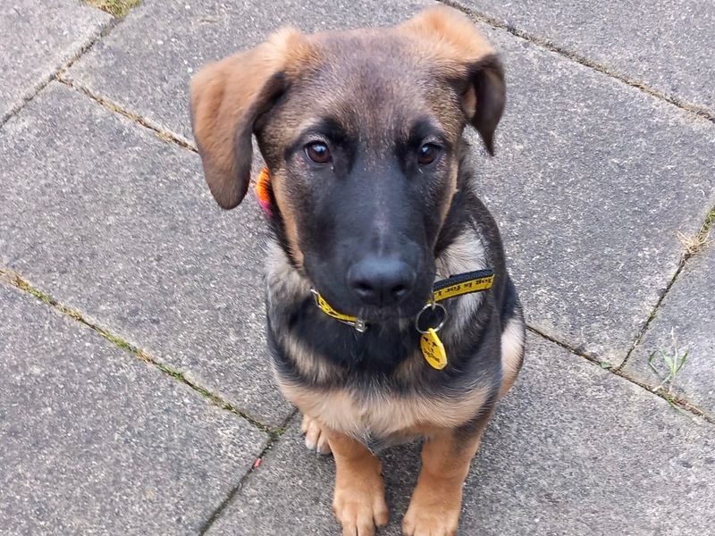 German Shepherd for adoption in West Calder, West Lothian – 11 months old - Image 2 of 2
