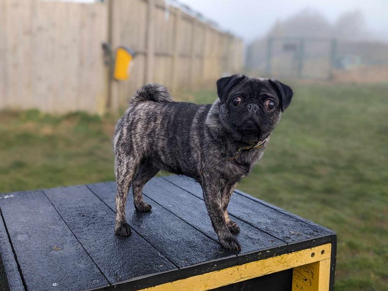 Pug for adoption in Mid Glamorgan, Wales – 1 year old - Image 1 of 2