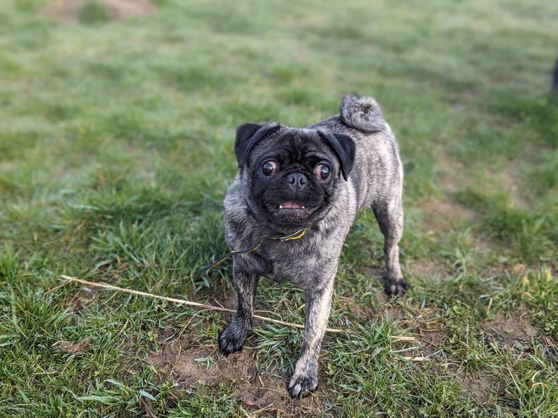 Peggy for sale in Mid Glamorgan, Wales - Image 2