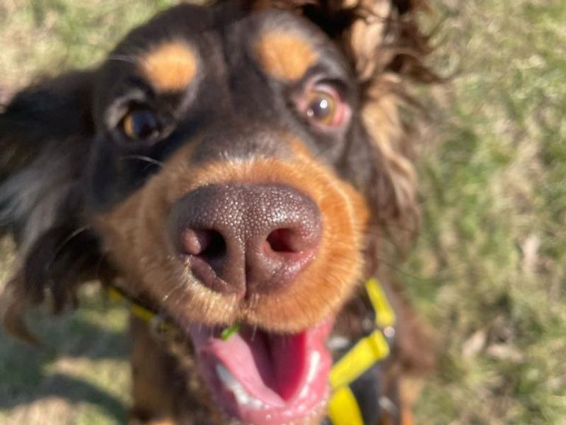 Cocker Spaniel for adoption in Telford, Shropshire – 1 year old - Image 2 of 2