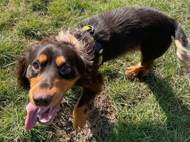 Roly for sale in Telford, Shropshire