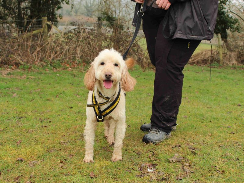 Milo for sale in Newbury, Berks