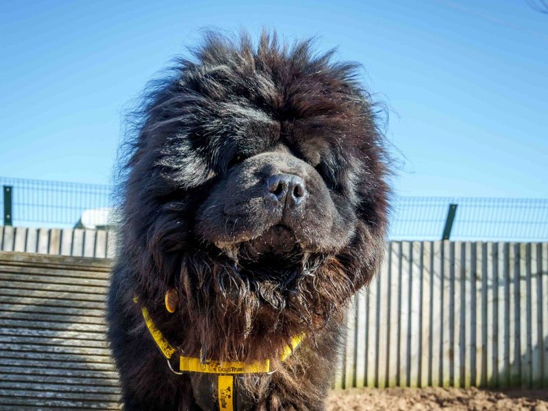 Boris | Chow Chow | Loughborough - 1