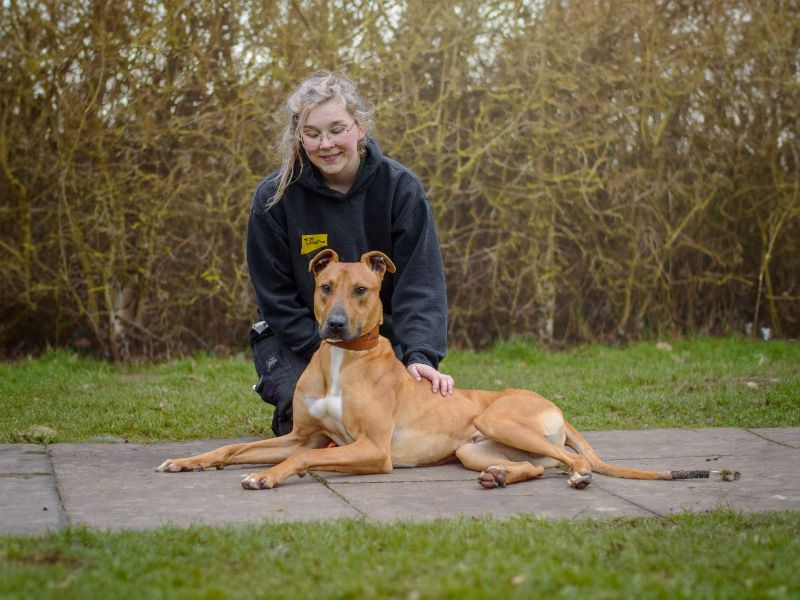 undefined | Lurcher | undefined - 2