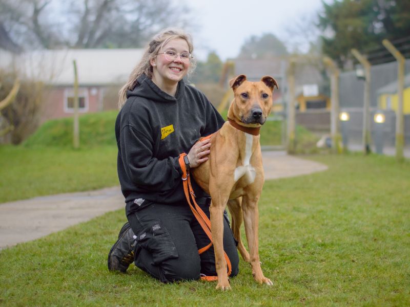 undefined | Lurcher | undefined - 3