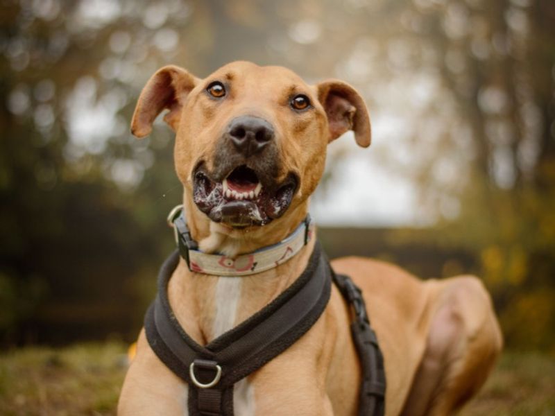 undefined | Lurcher | undefined - 8