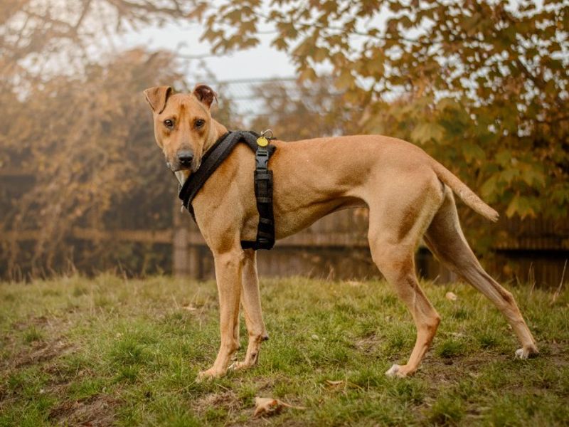 undefined | Lurcher | undefined - 6