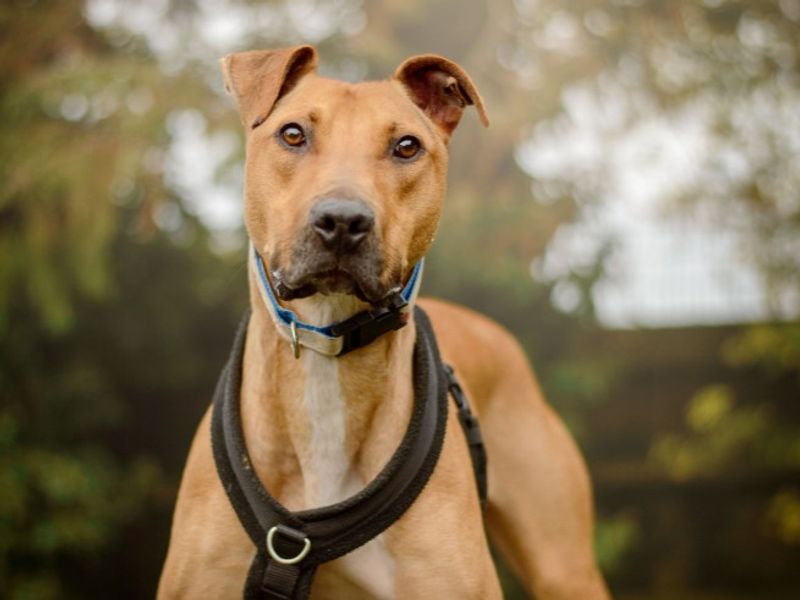 undefined | Lurcher | undefined - 10
