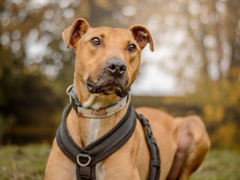 undefined | Lurcher | undefined - 9