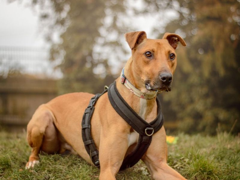 Captain Porkchop | Lurcher | Kenilworth (West Midlands) - 1