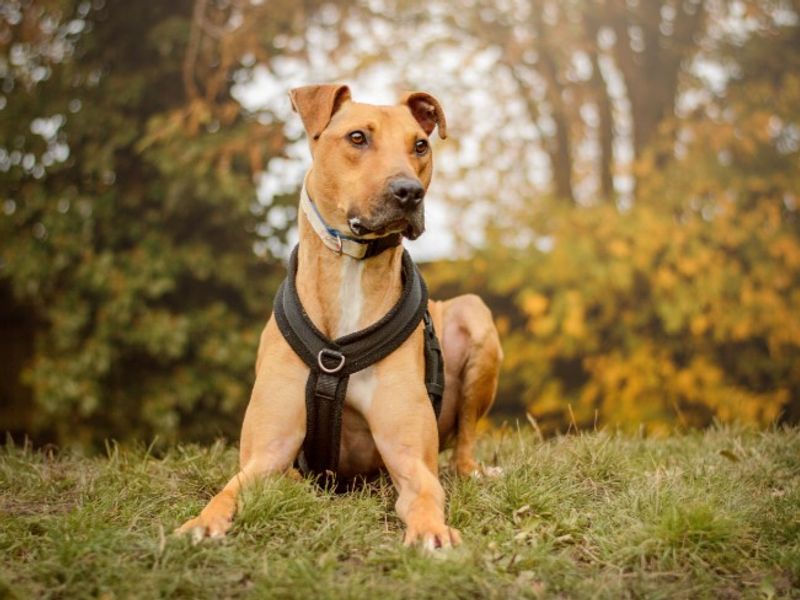 undefined | Lurcher | undefined - 12