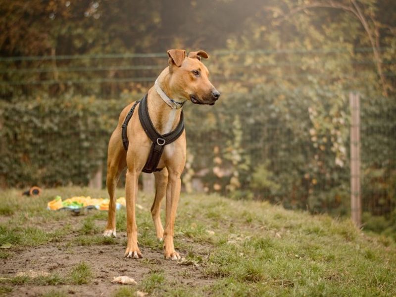 undefined | Lurcher | undefined - 13