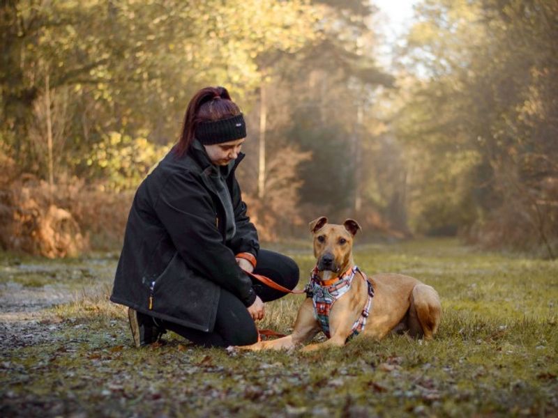 undefined | Lurcher | undefined - 11
