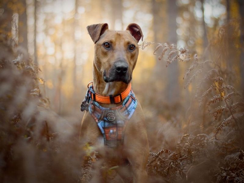 undefined | Lurcher | undefined - 7