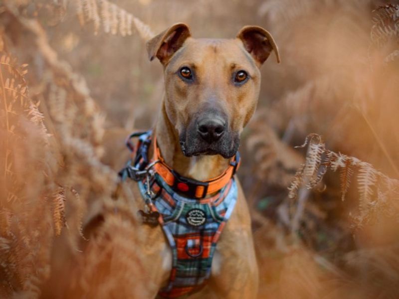undefined | Lurcher | undefined - 14