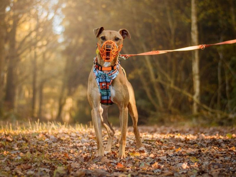 undefined | Lurcher | undefined - 4