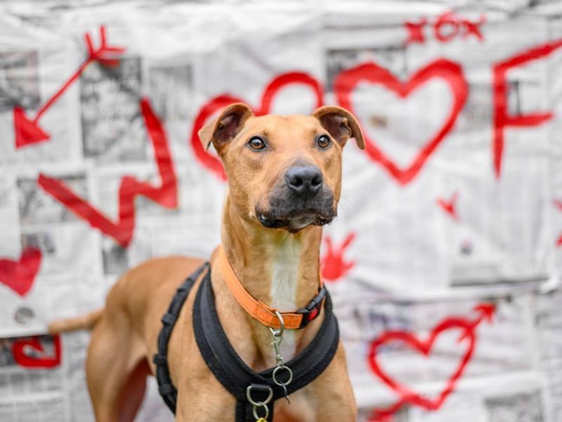 undefined | Lurcher | undefined - 5