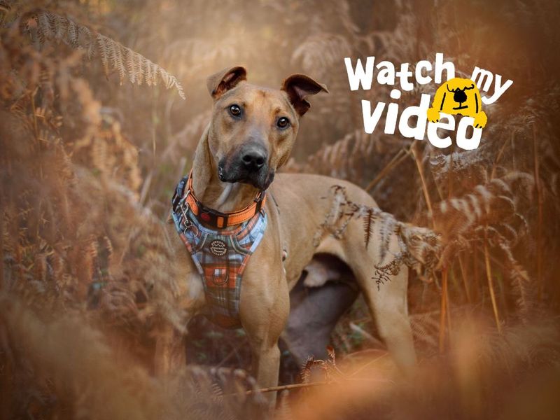 undefined | Lurcher | undefined - 15