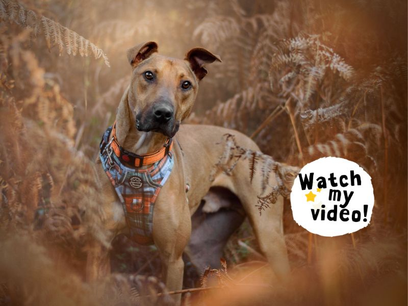 Captain Porkchop | Lurcher | Kenilworth (West Midlands) - 15