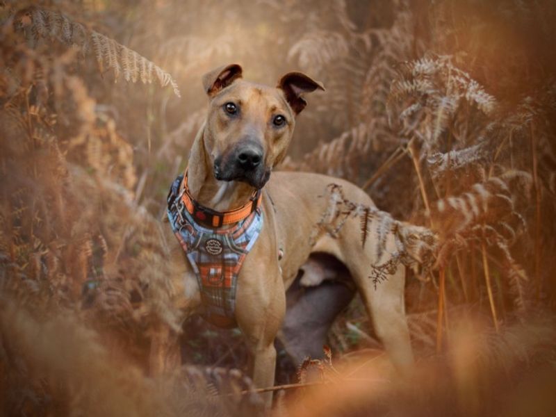 Captain Porkchop | Lurcher | Kenilworth (West Midlands) - 13