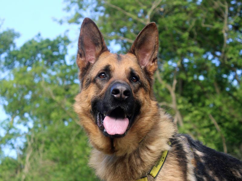 Flint | German Shepherd Dog | Merseyside (Liverpool) - 1