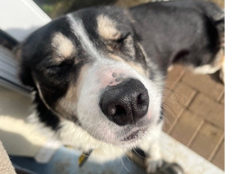 Border Collie for adoption in Wymeswold, Leicestershire – 3 years old - Image 2 of 2