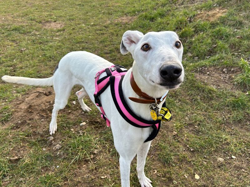 Bernie | Greyhound | Snetterton (Norfolk) - 1