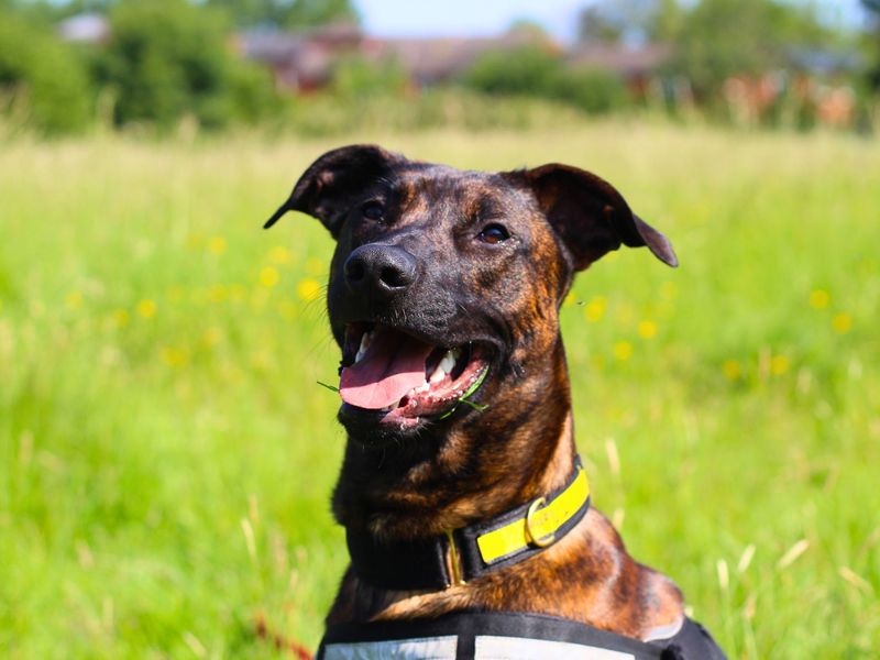 Bronson | Rhodesian Ridgeback Cross | Manchester - 1