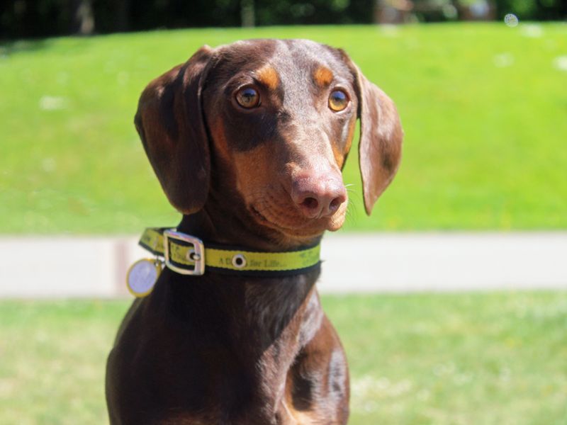 Loki | Dachshund (Smooth Haired) | Merseyside (Liverpool) - 1