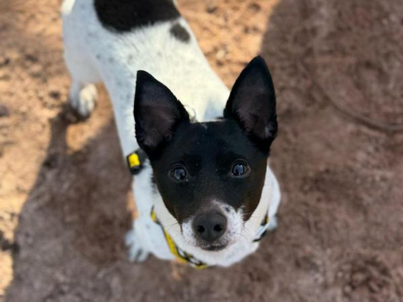 Jack Russell Terrier for adoption in Telford, Shropshire – 7 years old - Image 2 of 2