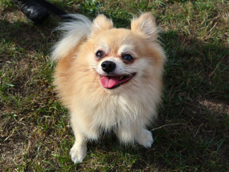 Frankie Chi | Chihuahua (Long Coat) Cross | Harefield West London - 2