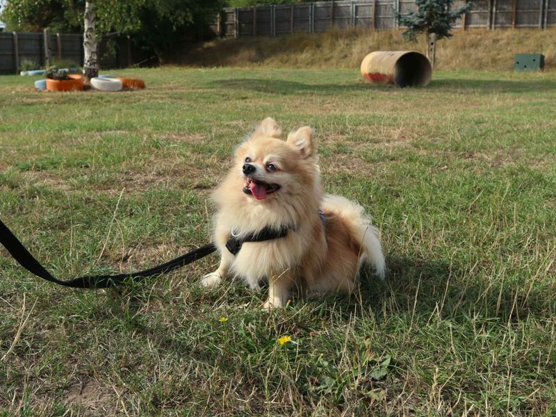 Frankie Chi | Chihuahua (Long Coat) Cross | Harefield West London - 4