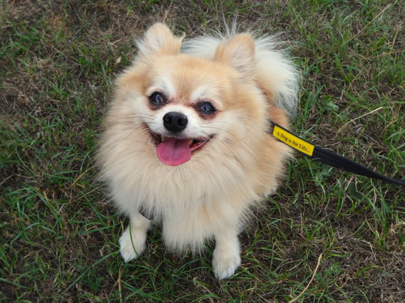 Frankie Chi | Chihuahua (Long Coat) Cross | Harefield West London - 1