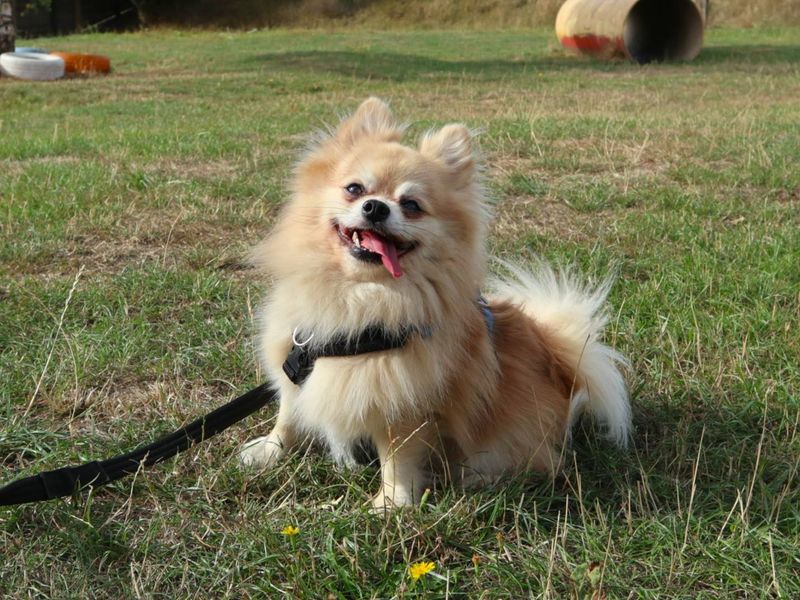 Frankie Chi | Chihuahua (Long Coat) Cross | Harefield West London - 3