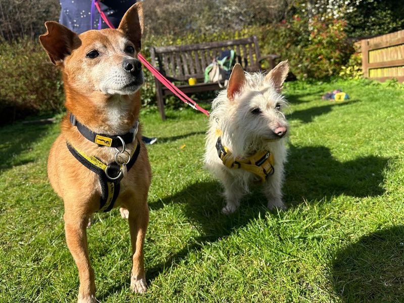 Jack Russell Terrier for adoption in Newbury, Berkshire – 10 years old - Image 2 of 2