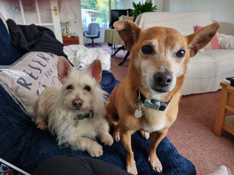 Bruno for sale in Newbury, Berks
