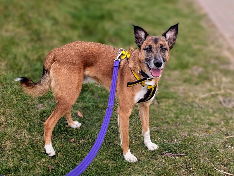 Border Collie for adoption in Cardiff, Glamorgan – 7 years old - Image 8 of 9
