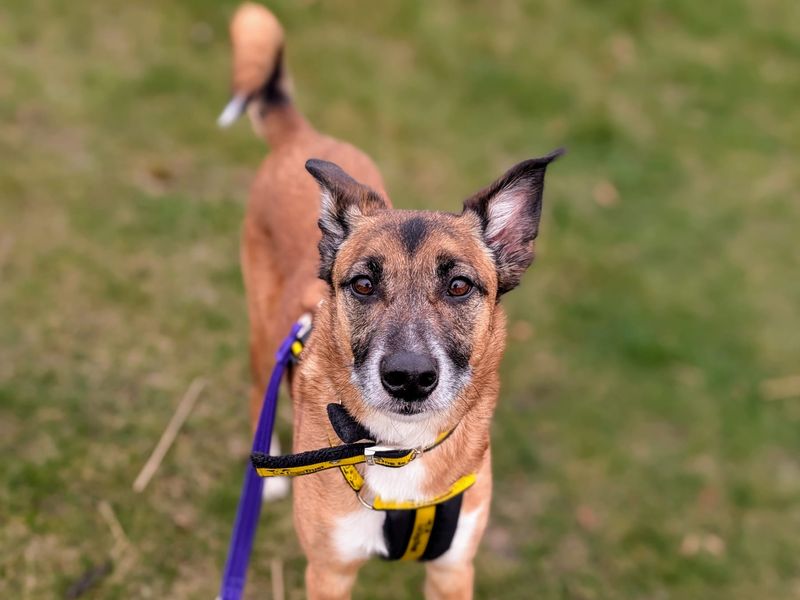 Border Collie for adoption in Cardiff, Glamorgan – 7 years old - Image 3 of 9