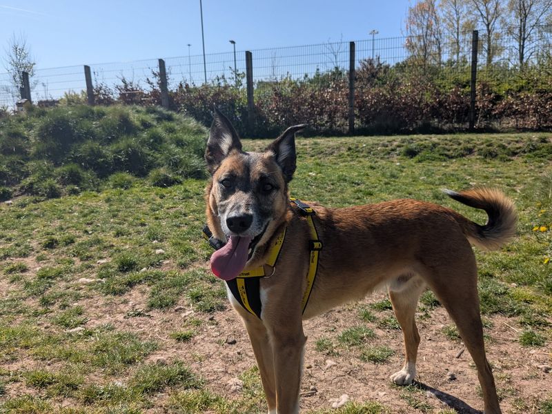 Manny for sale in Cardiff, Glamorgan | Image 2