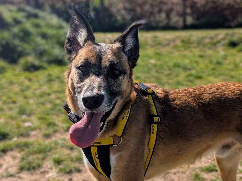 Border Collie for adoption in Cardiff, Glamorgan – 7 years old - Image 7 of 9